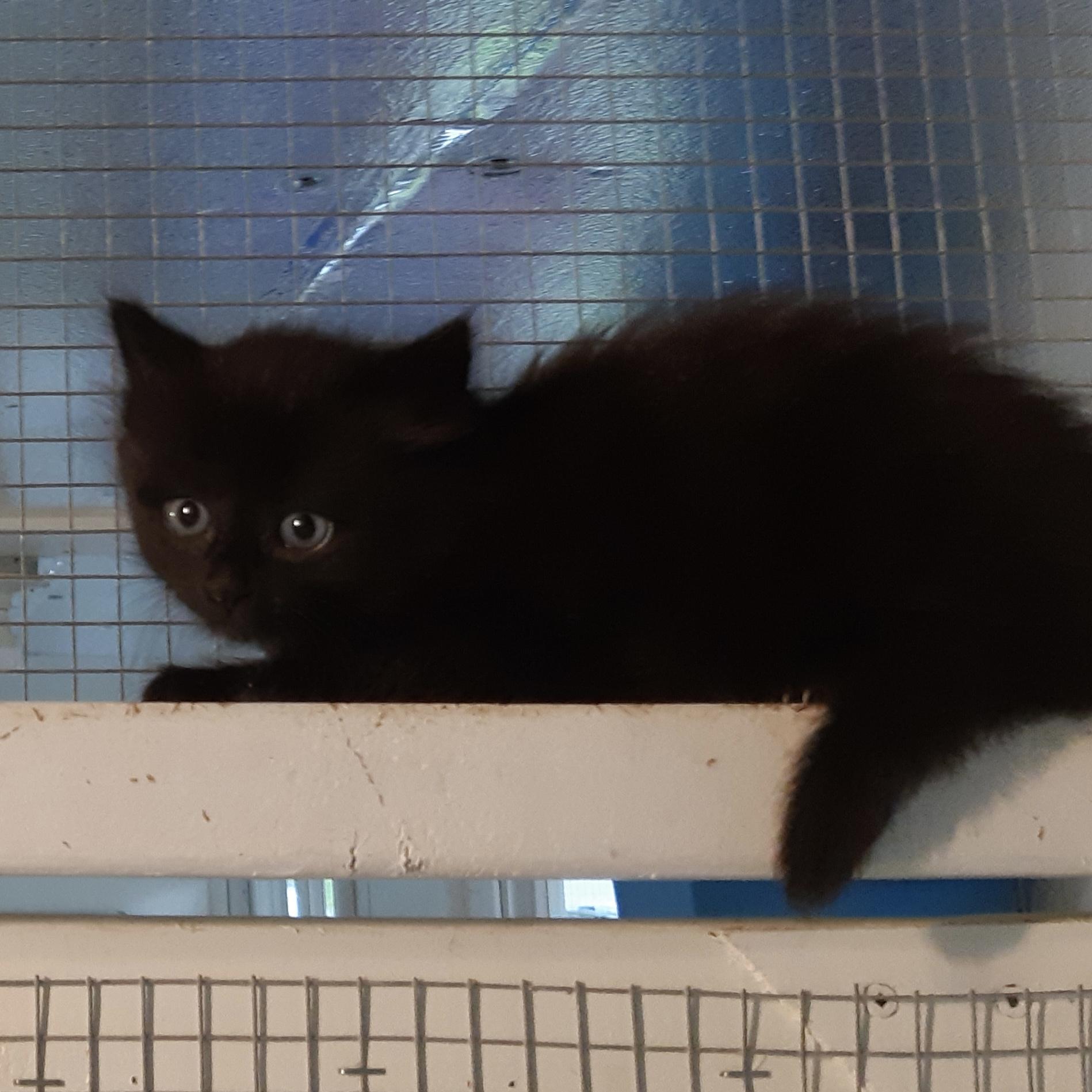 Gatita, an adoptable Domestic Short Hair in Stanstead, QC image 5/5