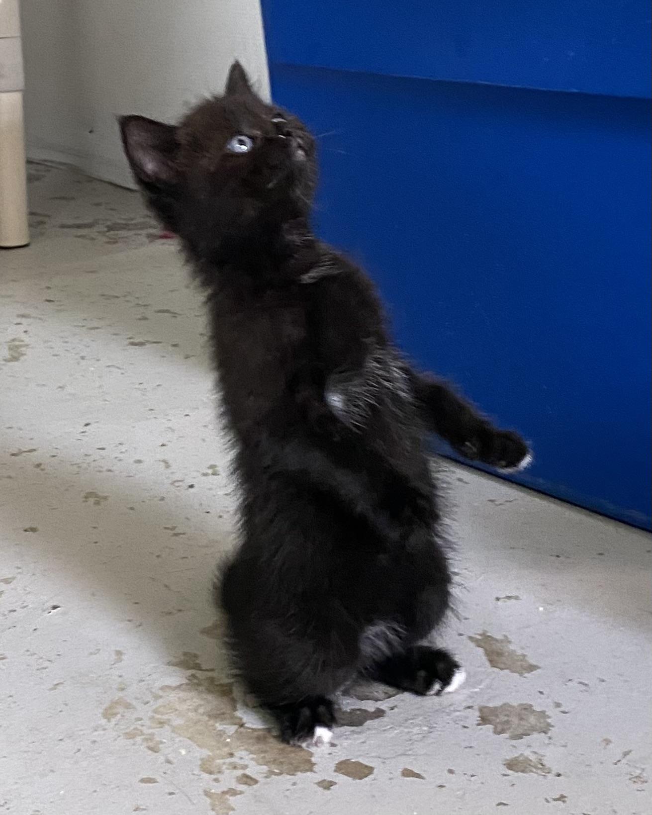 Gatita, an adoptable Domestic Short Hair in Stanstead, QC image 3/5