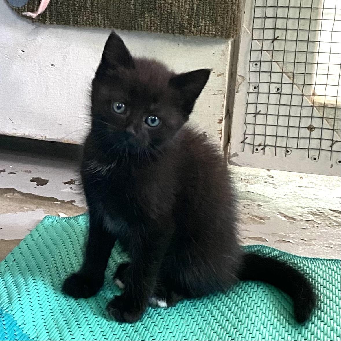Gatita, adoptable, Kitten Female Domestic Short Hair.