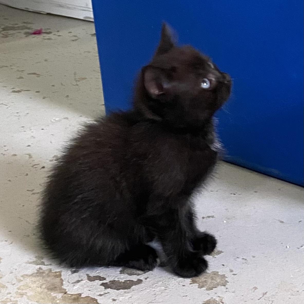 Gatita, an adoptable Domestic Short Hair in Stanstead, QC image 4/5