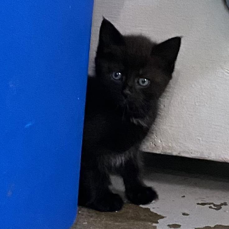 Gatita, an adoptable Domestic Short Hair in Stanstead, QC image 2/5