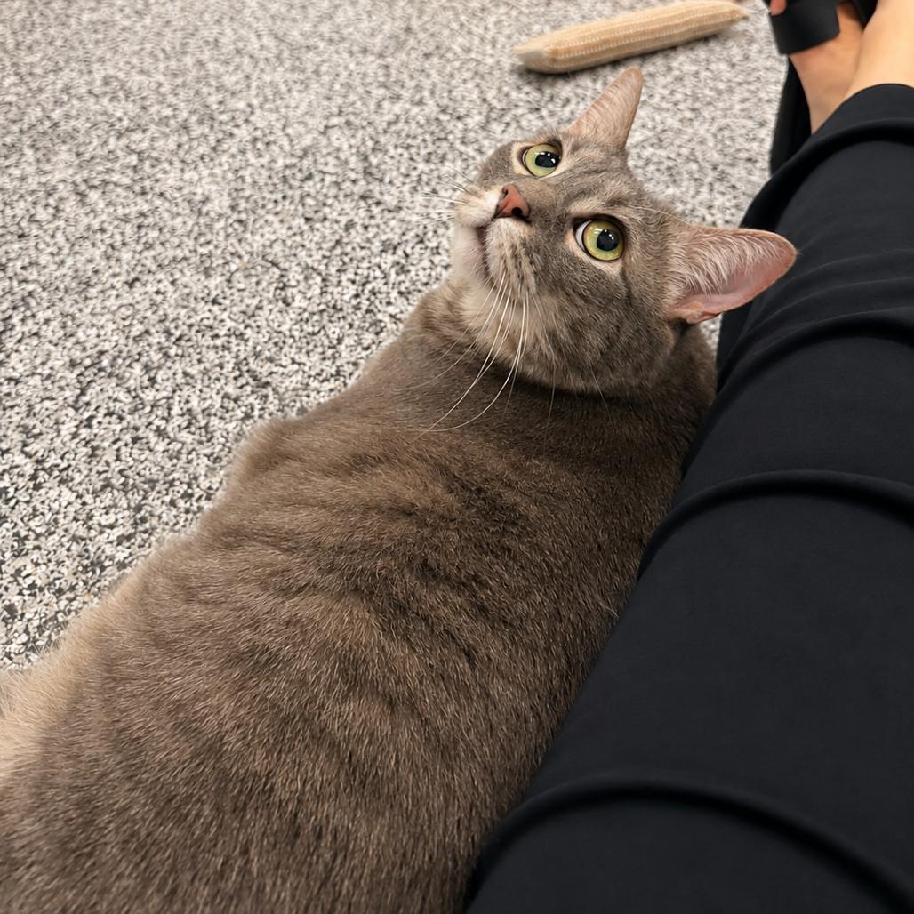Cosmo, Adoptable, Adult Female Domestic Short Hair.