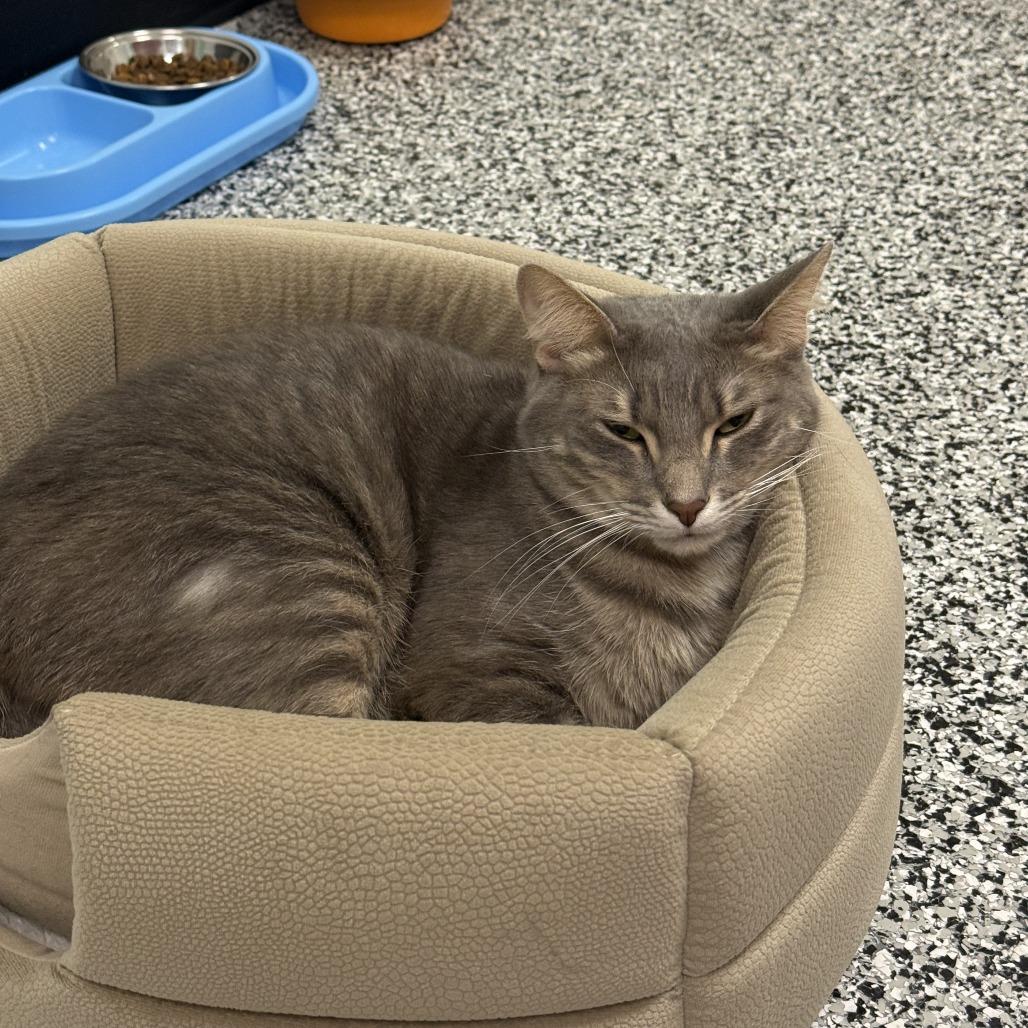 Enlarge Cosmo, a Adoptable Domestic Short Hair in Ponte Vedra Beach, FL image 2/3