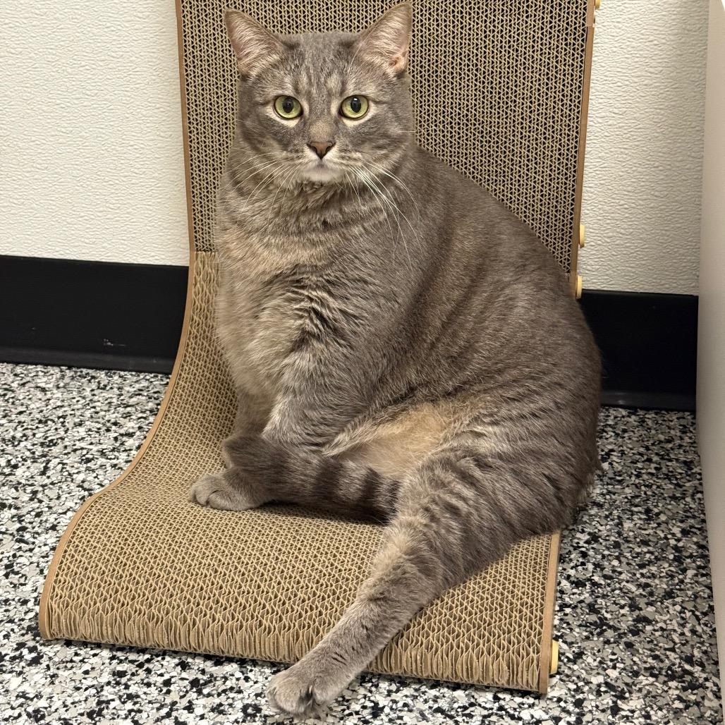 Cosmo, Adoptable, Adult Female Domestic Short Hair.