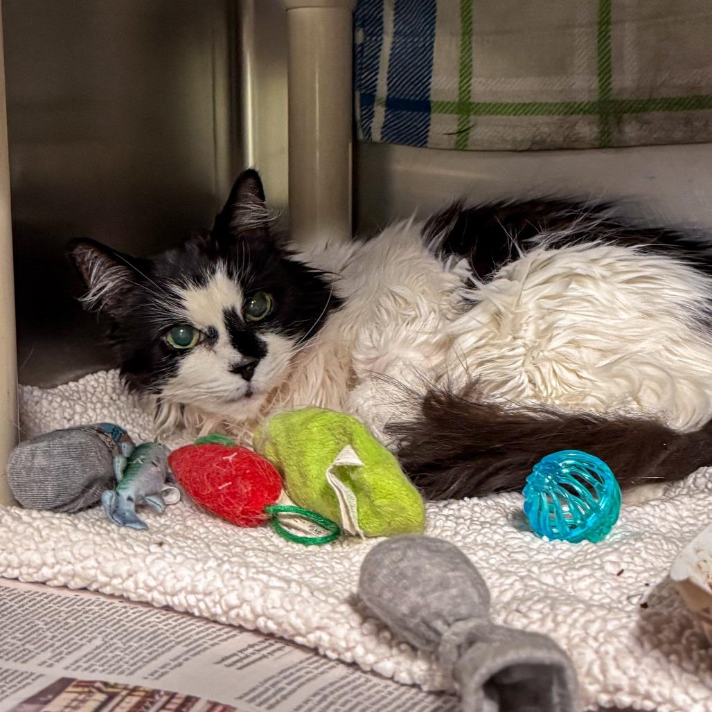 Mandy, Adoptable, Senior Female Domestic Long Hair & Mixed Breed.
