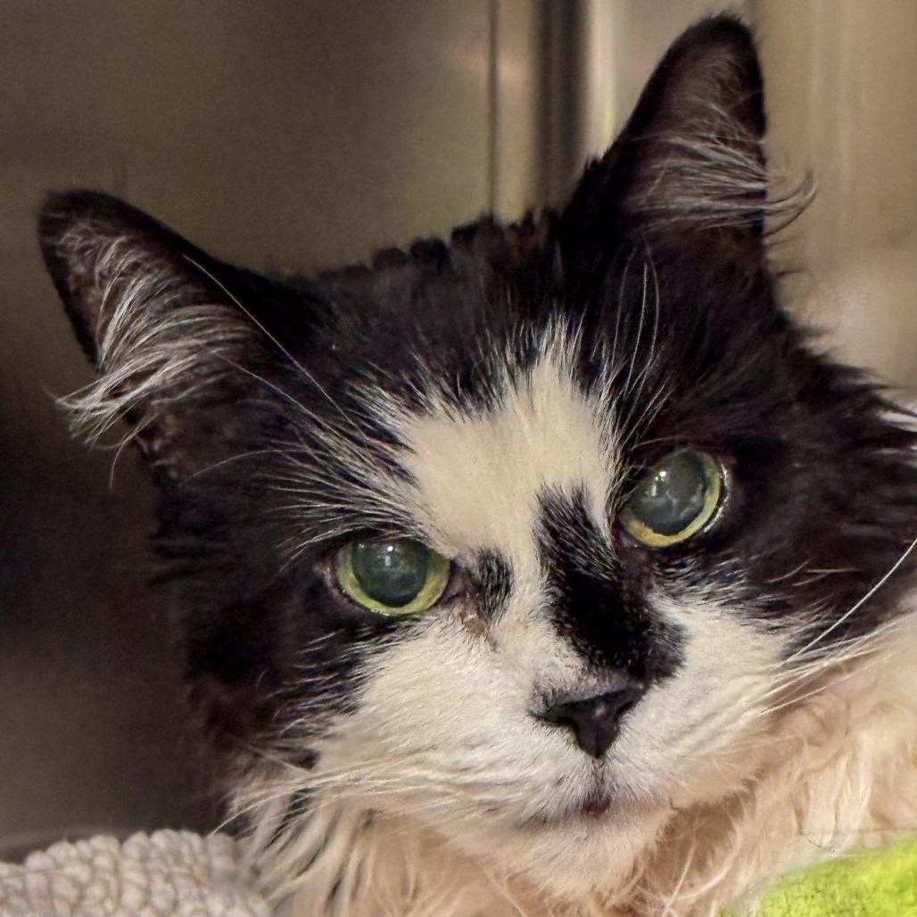 Mandy, a Adoptable mixed breed in Kennebunk, ME image 4/4