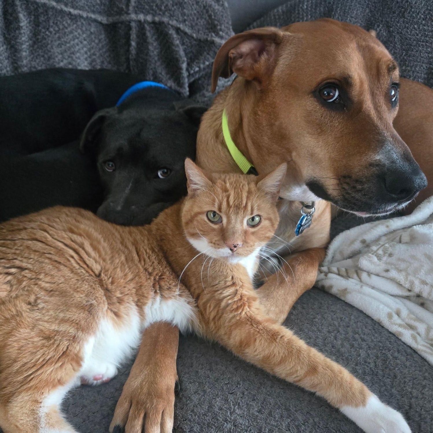 Enlarge Two Chainz , an adopted Mixed Breed in Valparaiso, IN image 4/4