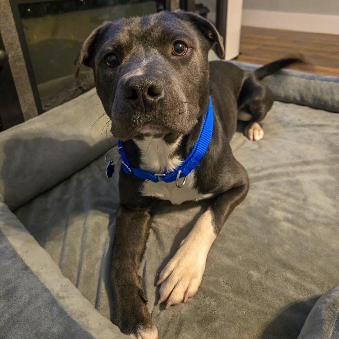 Enlarge Two Chainz , an adopted Mixed Breed in Valparaiso, IN image 2/4