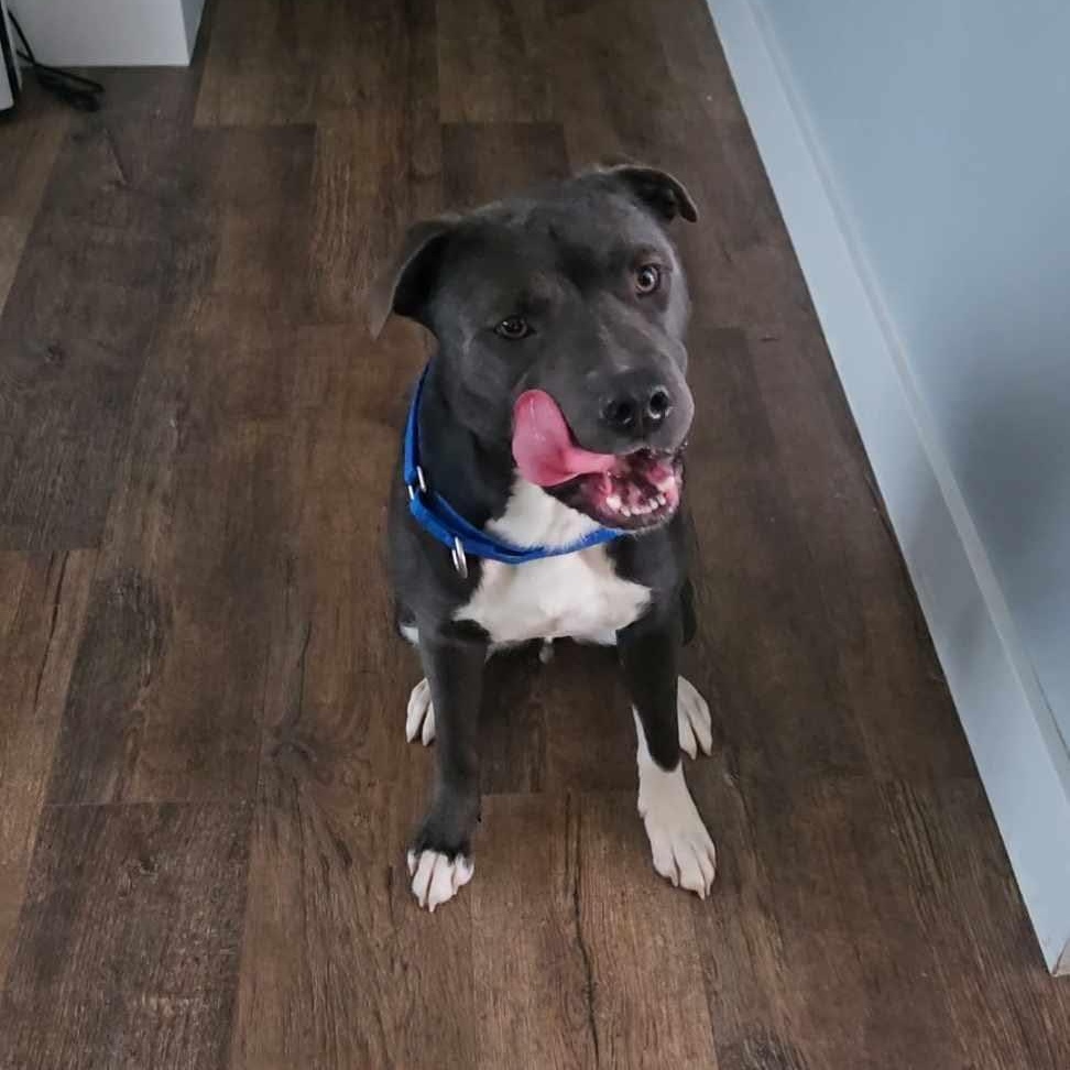 Enlarge Two Chainz , an adopted Mixed Breed in Valparaiso, IN image 3/4