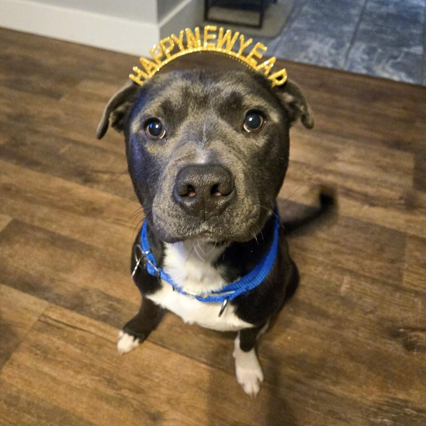 Enlarge Two Chainz , an adopted Mixed Breed in Valparaiso, IN image 1/4