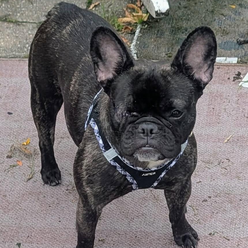 Enlarge Blair, a Adoptable French Bulldog in Rochester, NY image 2/5