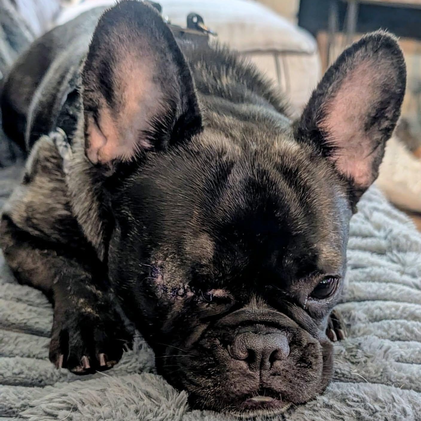 Enlarge Blair, a Adoptable French Bulldog in Rochester, NY image 4/5