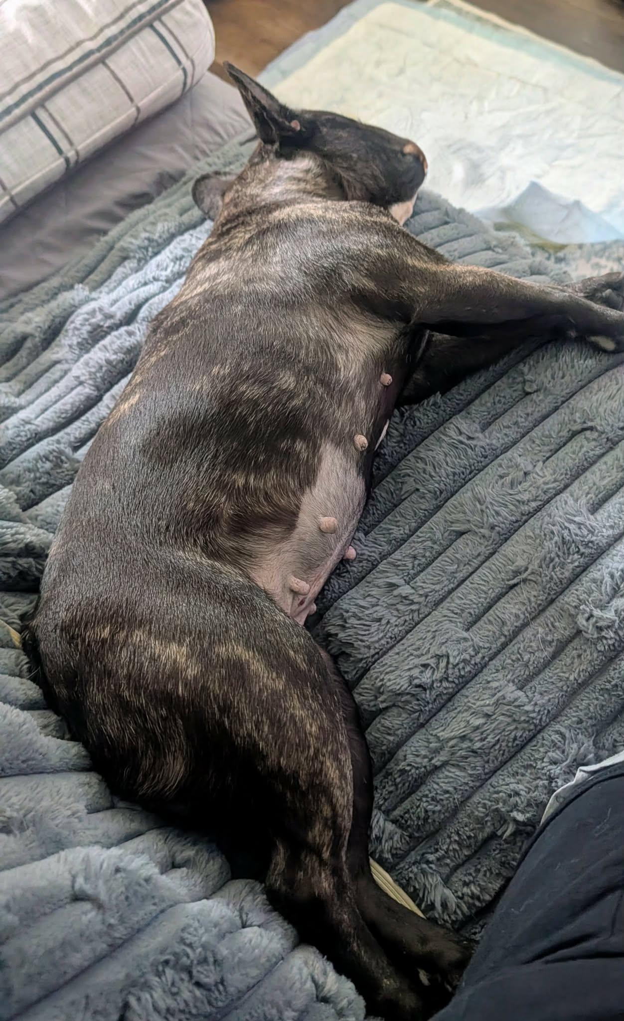 Enlarge Blair, a Adoptable French Bulldog in Rochester, NY image 3/5