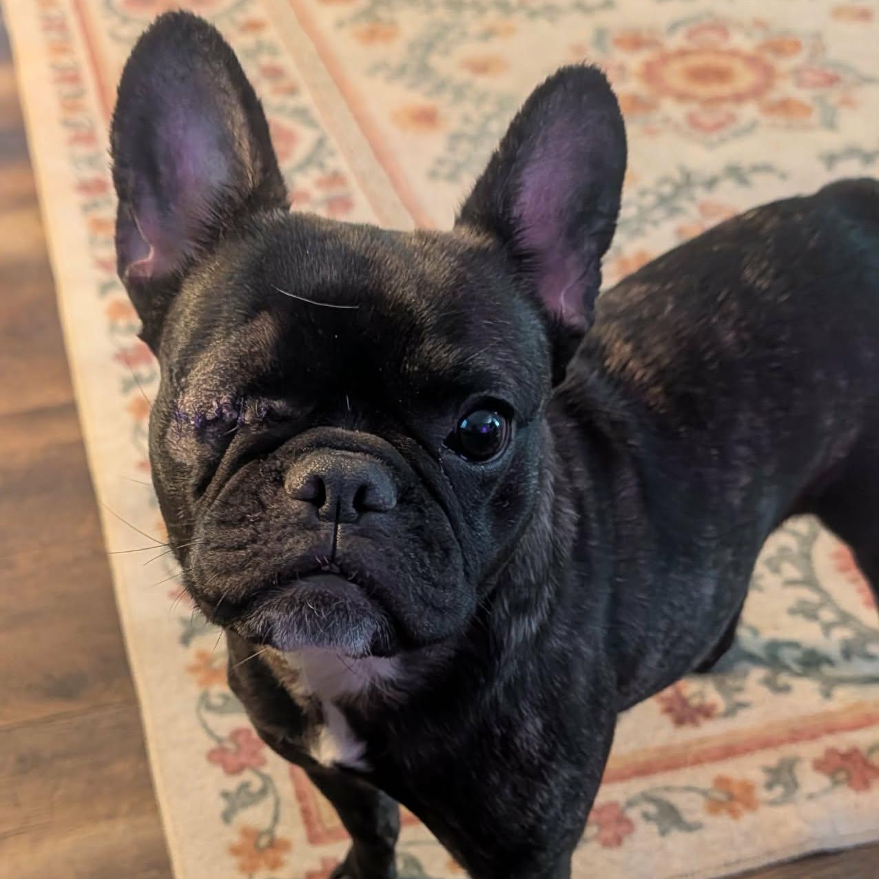 Enlarge Blair, a Adoptable French Bulldog in Rochester, NY image 1/5