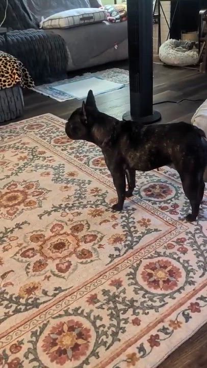 Enlarge Blair, a Adoptable French Bulldog in Rochester, NY video 5/5