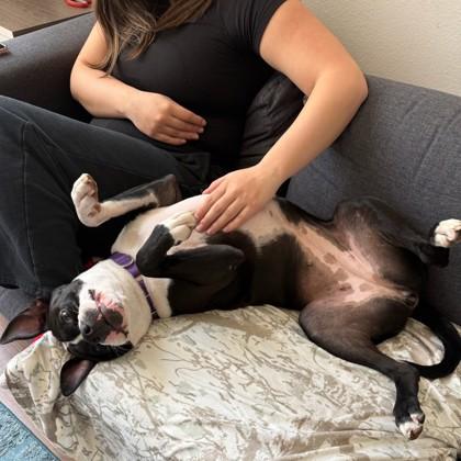 Flower, Adoptable, Adult Female Pit Bull Terrier & Mixed Breed.