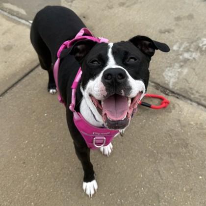 Enlarge Flower, a Adoptable mixed breed in Bryan, TX image 3/3