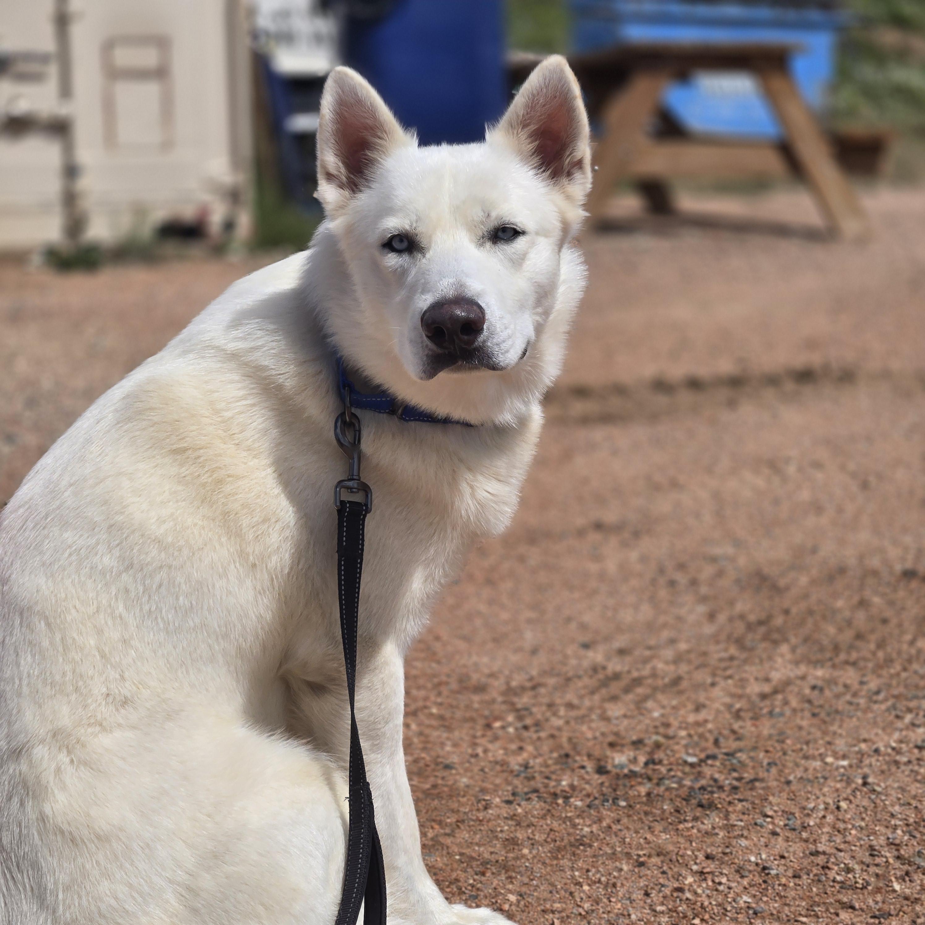 Cola, a Adoptable mixed breed image 3/4