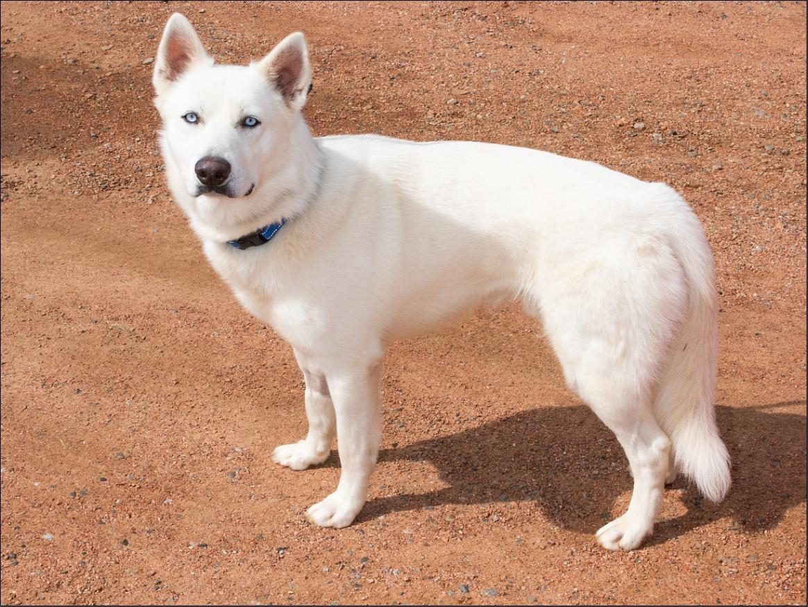 Cola, a Adoptable mixed breed image 4/4