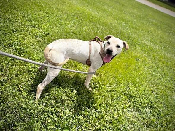 Subwoofer, Adoptable, Young Male Mixed Breed.