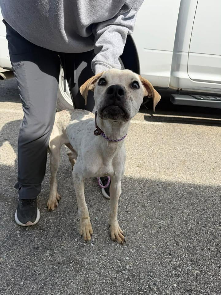 Subwoofer, a Adoptable mixed breed in Greensburg, IN image 2/4