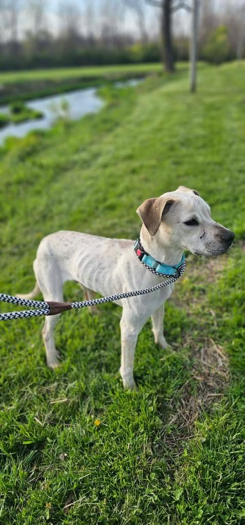 Subwoofer, a Adoptable mixed breed in Greensburg, IN image 3/4