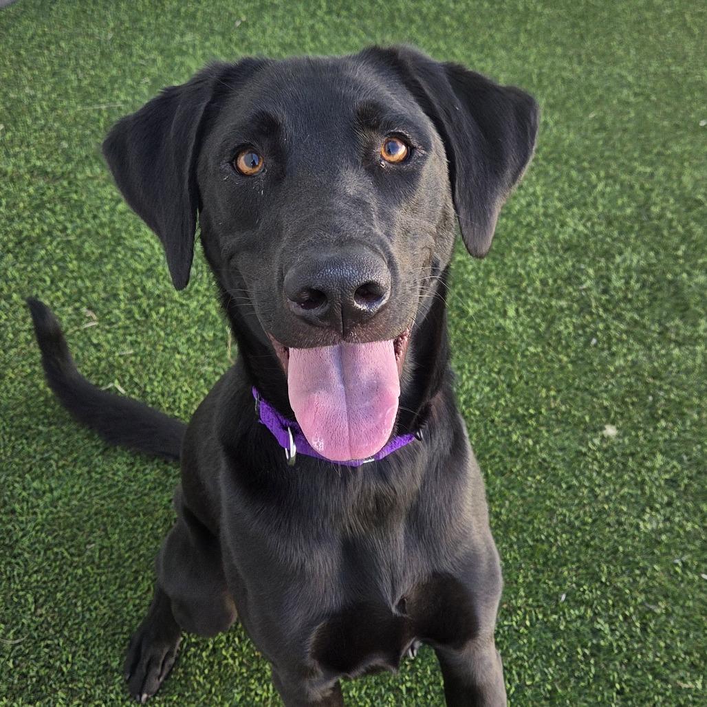 Enlarge Simba, a Adoptable mixed breed in Bradenton, FL image 1/5