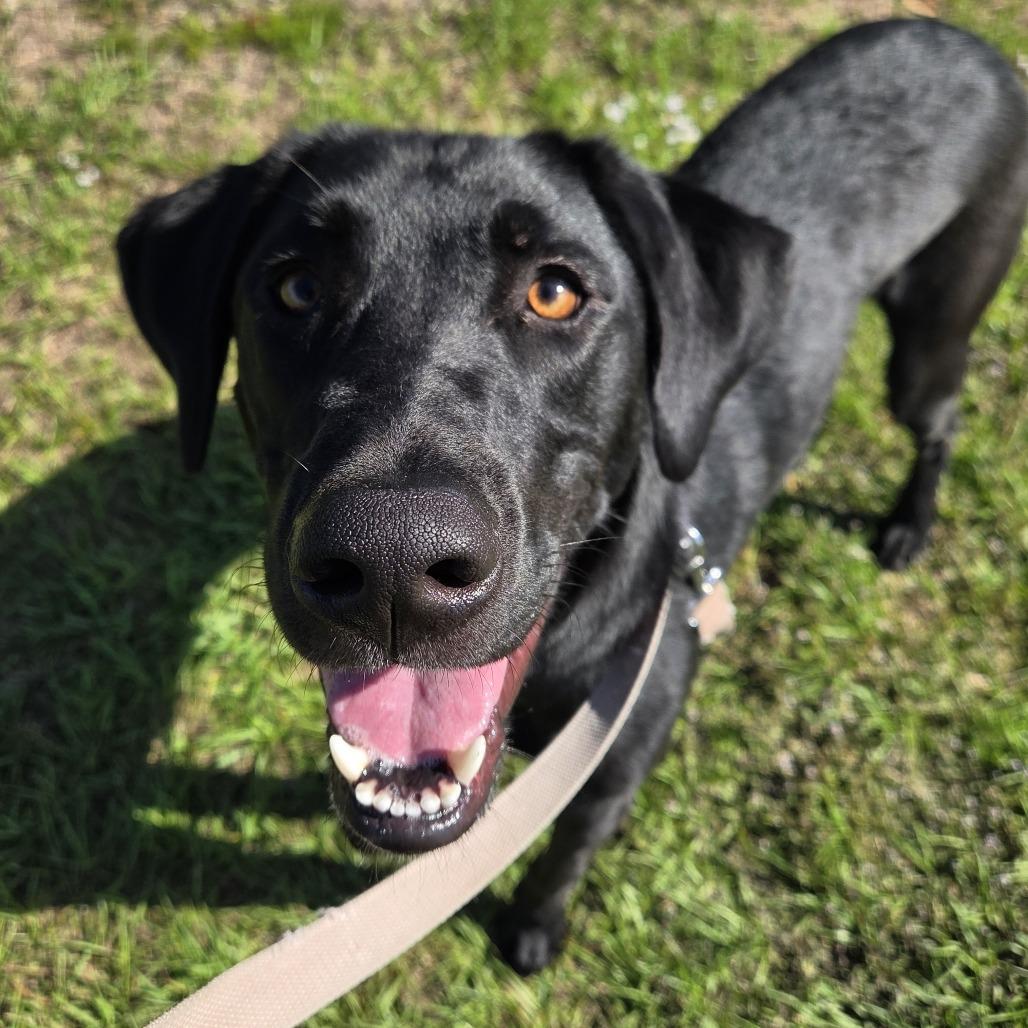 Enlarge Simba, a Adoptable mixed breed in Bradenton, FL image 2/5