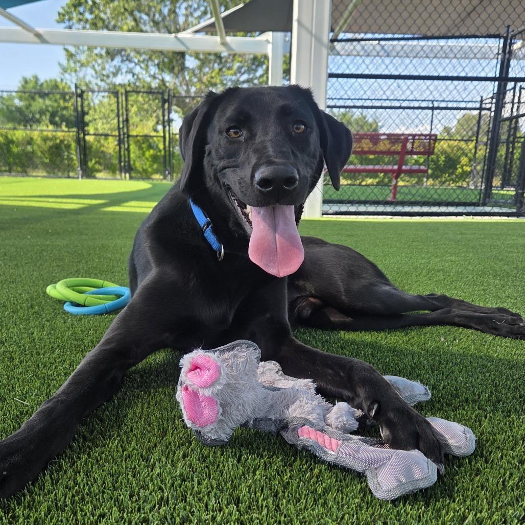 Enlarge Simba, a Adoptable mixed breed in Bradenton, FL image 3/5