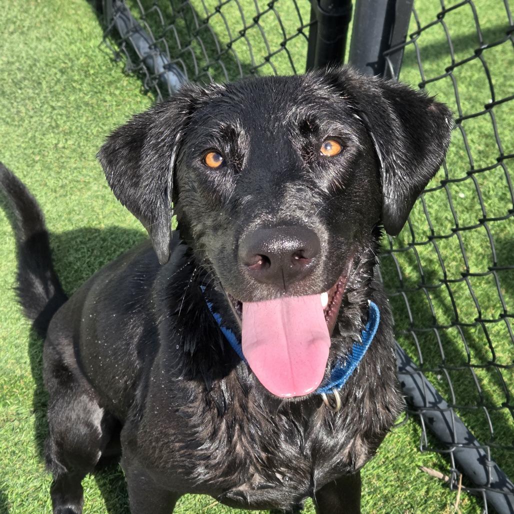 Enlarge Simba, a Adoptable mixed breed in Bradenton, FL image 5/6