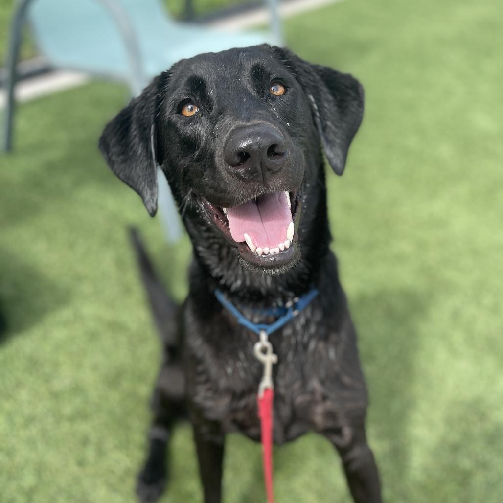 Simba, a Adoptable mixed breed in Bradenton, FL image 5/6