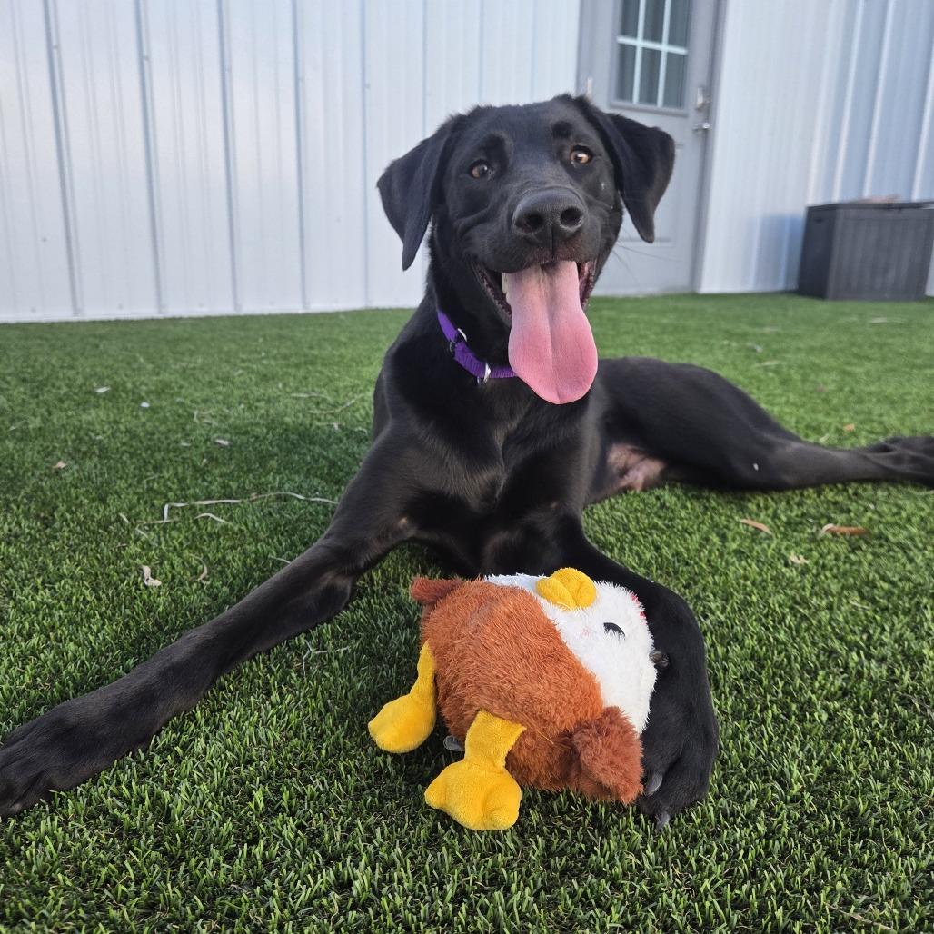 Enlarge Simba, a Adoptable mixed breed in Bradenton, FL image 5/5