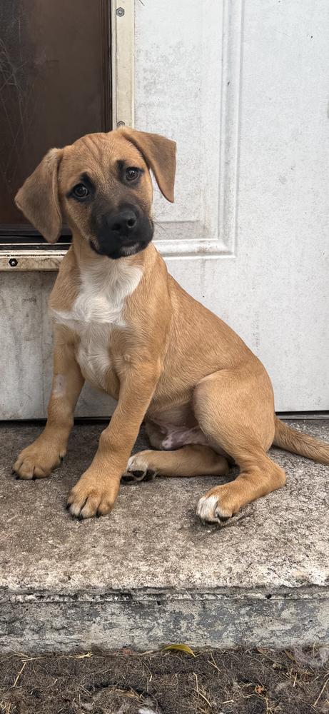 Enlarge Nibble, a Adoptable mixed breed in West Palm Beach, FL image 1/4