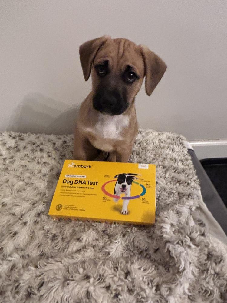 Enlarge Nibble, a Adoptable mixed breed in West Palm Beach, FL image 2/4