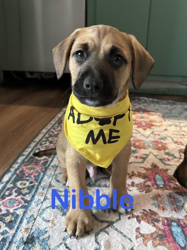 Enlarge Nibble, a Adoptable mixed breed in West Palm Beach, FL image 4/4