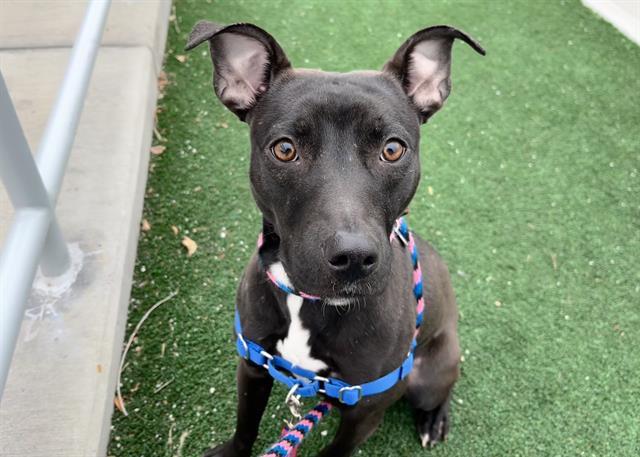 MAIZY, Adoptable, Young Female Pit Bull Terrier & Mixed Breed.