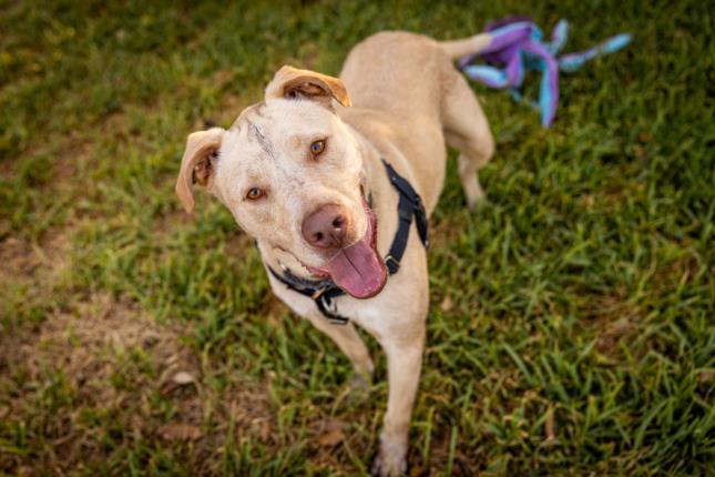 Enlarge KEN DOLL, a Adoptable mixed breed in Austin, TX image 1/1