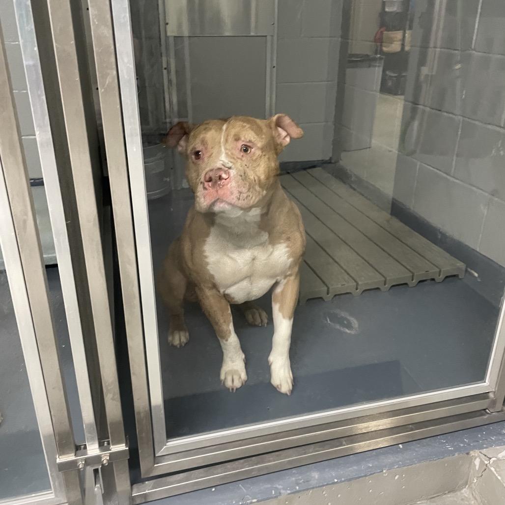 Chester Cheeto, Adoptable, Adult Male Mixed Breed & Mixed Breed.