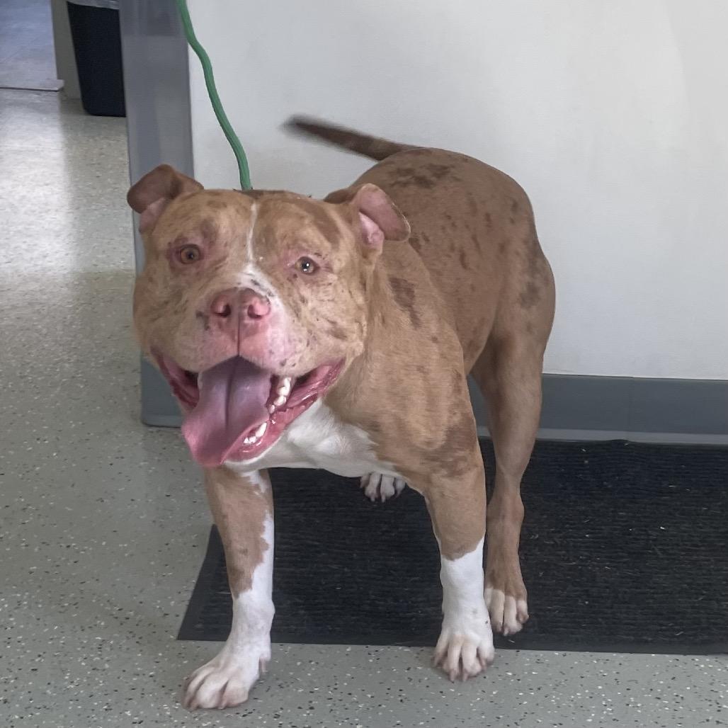 Enlarge Chester Cheeto, a Adoptable mixed breed in Galax, VA image 2/2