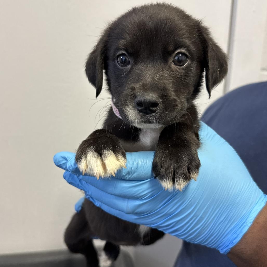 Roo, Adoptable, Puppy Female Pointer & Cattle Dog.