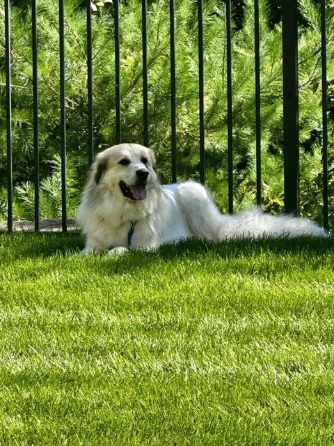 Enlarge Storm- sponsored adoption fee, a Adoptable Great Pyrenees in Croydon, NH image 1/3