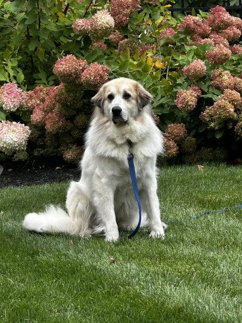 Enlarge Storm- sponsored adoption fee, a Adoptable Great Pyrenees in Croydon, NH image 2/3