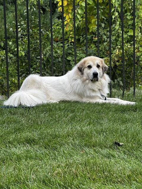 Enlarge Storm- sponsored adoption fee, a Adoptable Great Pyrenees in Croydon, NH image 3/3