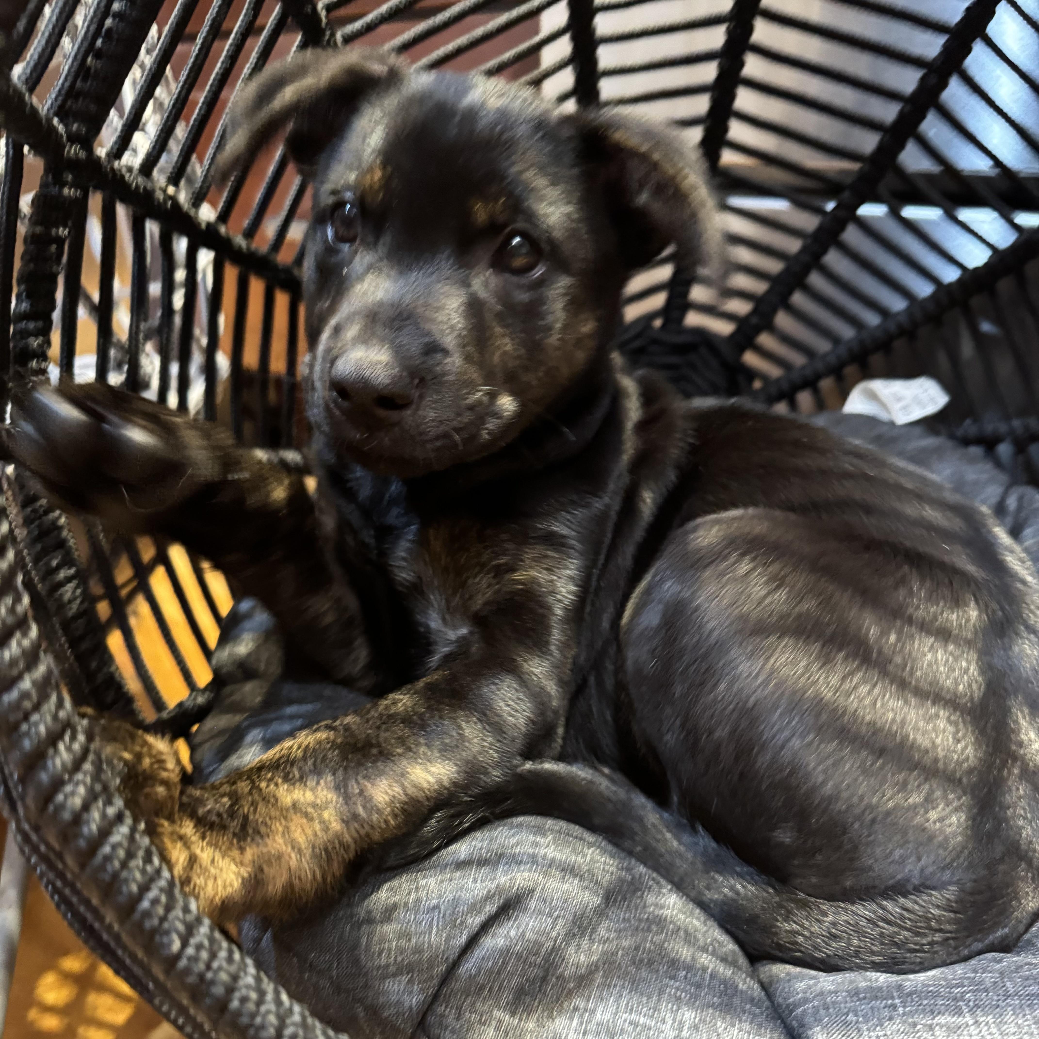Flower, adopted, Puppy Female Hound & Mixed Breed.