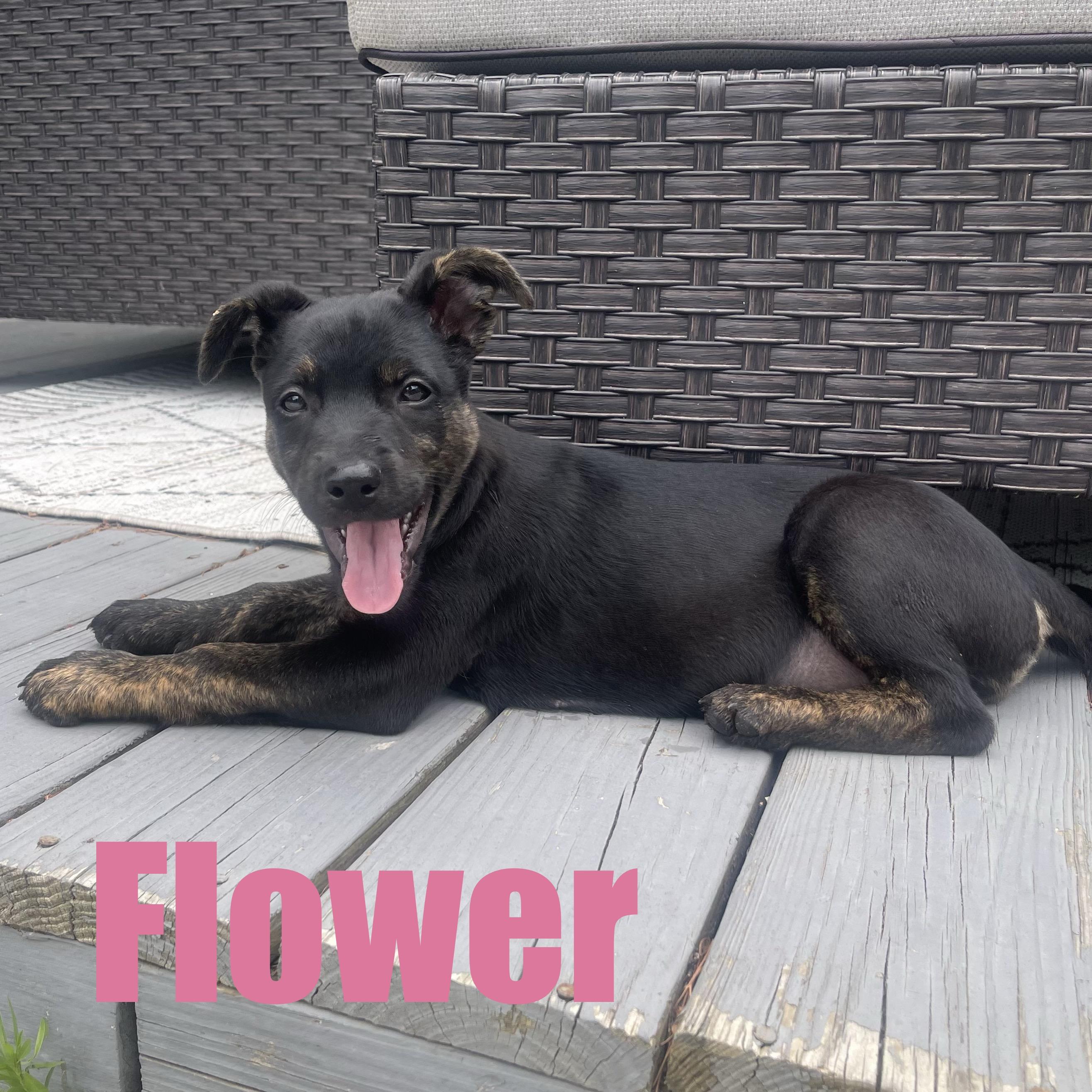 Flower, an adopted mixed breed in Ellicott City, MD image 3/6