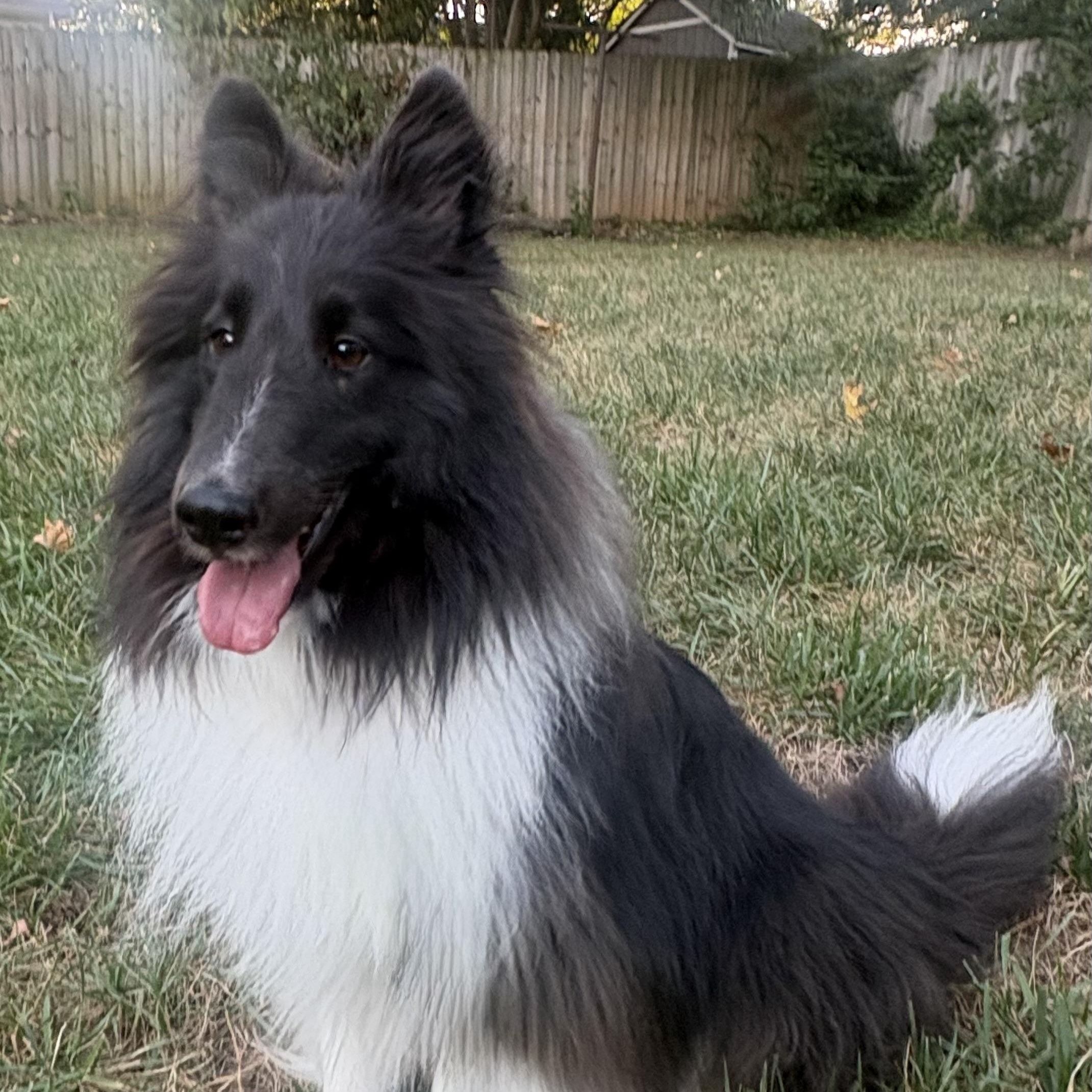Enlarge Trevor, a Adoptable Shetland Sheepdog / Sheltie in Charlotte, NC image 1/1