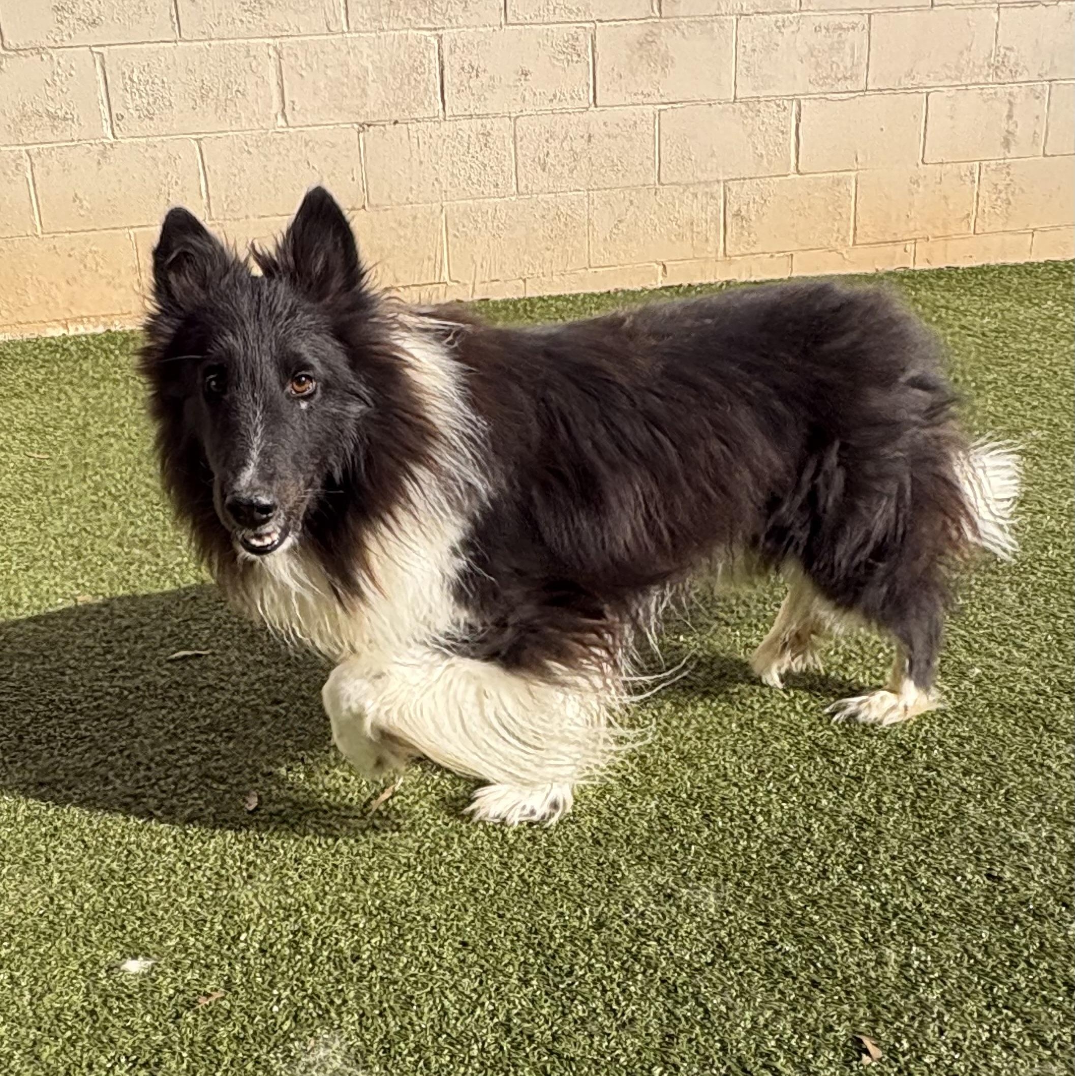 Trevor, adoptable, Young Male Shetland Sheepdog / Sheltie.