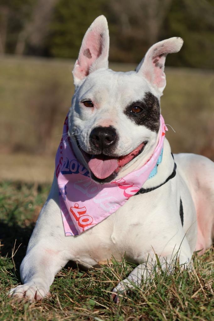 Holly, Adoptable, Adult Female Mixed Breed.