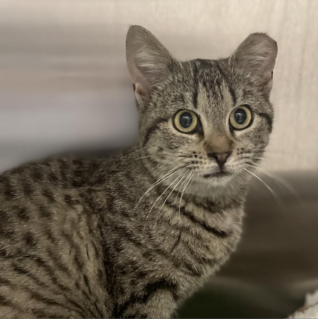 Felicity, Adoptable, Adult Female Domestic Short Hair.