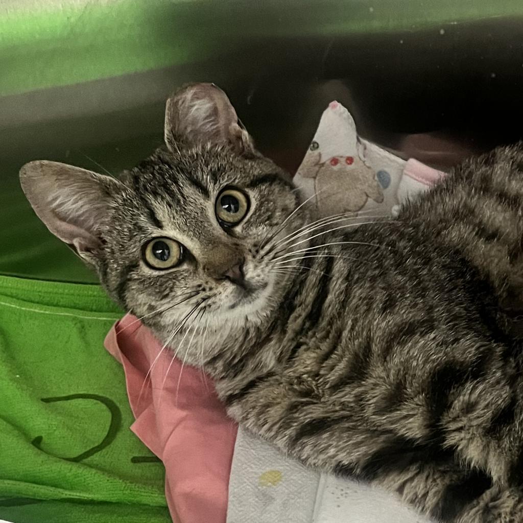 Felicity, a Adoptable Domestic Short Hair in Lynchburg, VA image 2/2